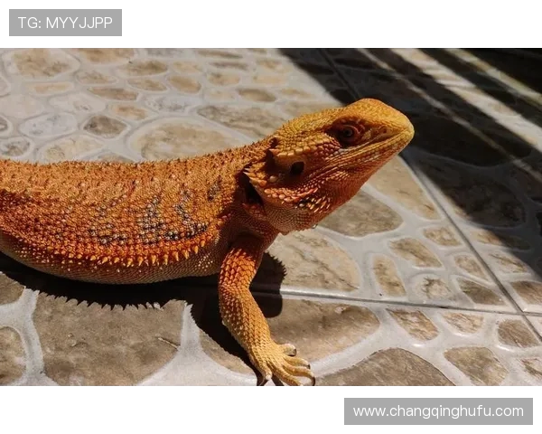鍠€浠€鏉噧鐖嗕腑浜氾紒鏂扮枂鐢ㄨ冻鐞冩灦璧蜂笣璺柊妗ユ 鍠€浠€鏉噧鐖嗕腑浜氾紒鏂扮枂鐢ㄨ冻鐞冩灦璧蜂笣璺柊妗ユ